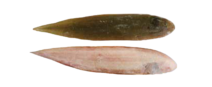 Sole Fish (Cynoglossus spp)